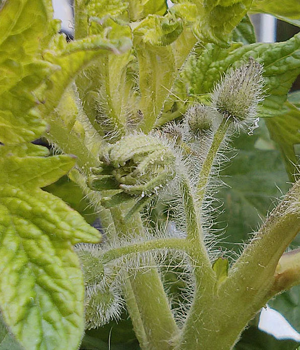 Monster flower forming