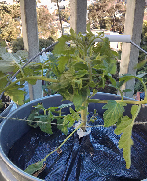 Plant at 2 months Plant at 2 months