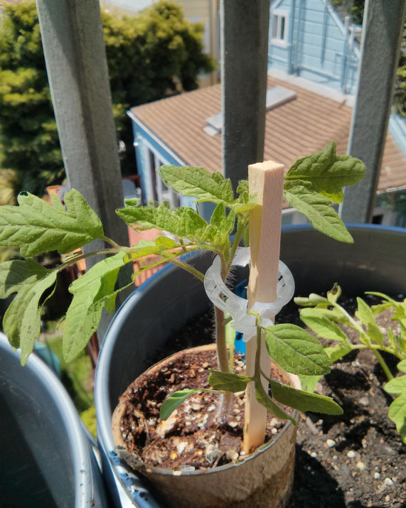 Azoychka seedling getting transplanted