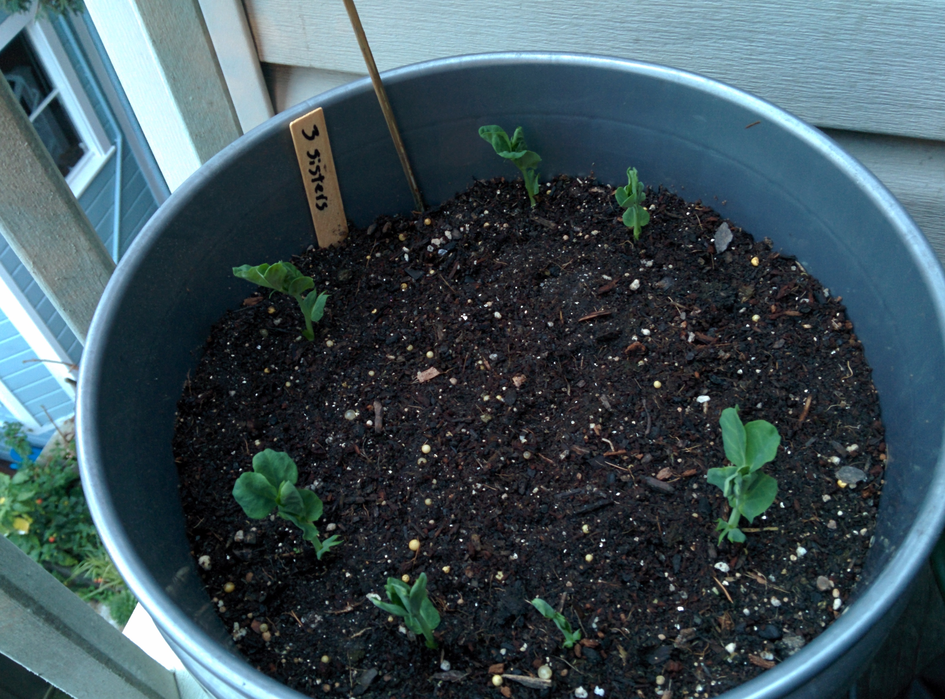 3 Sisters (peas, squash corn)