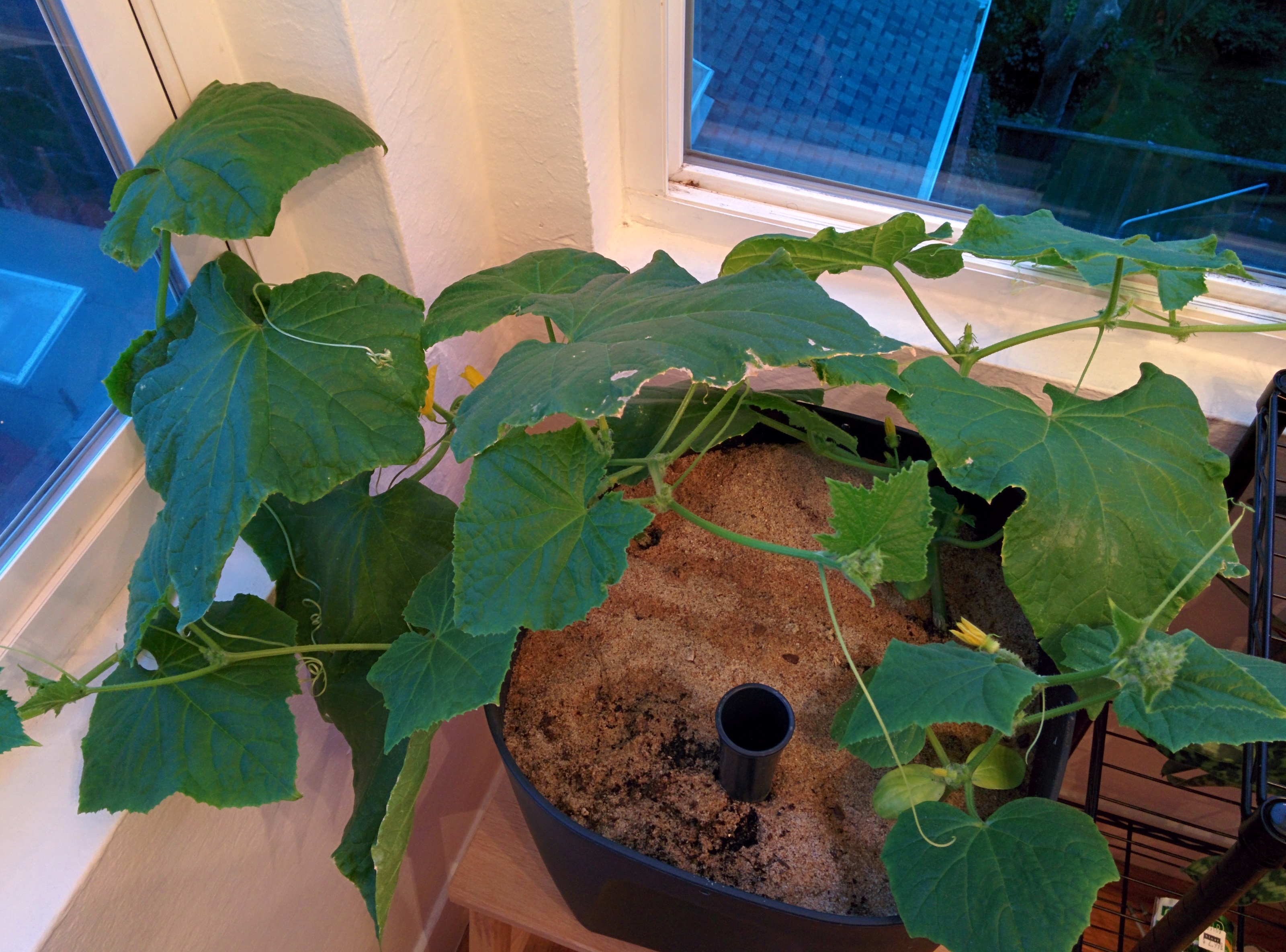 Spacemaster Bush Cucumber Spacemaster Bush Cucumber