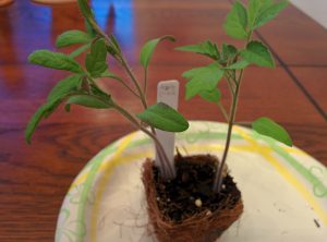 Azoychka scion and Estamino rootstock ready for graft