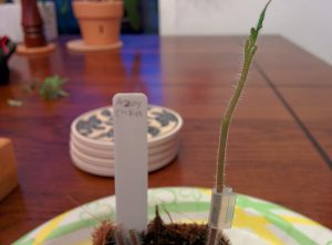 Grafting assembly complete