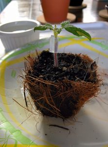 New Big Dwarf graft when successfully healed