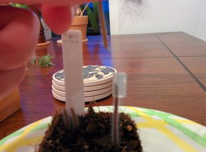Rootstock with grafting clip on