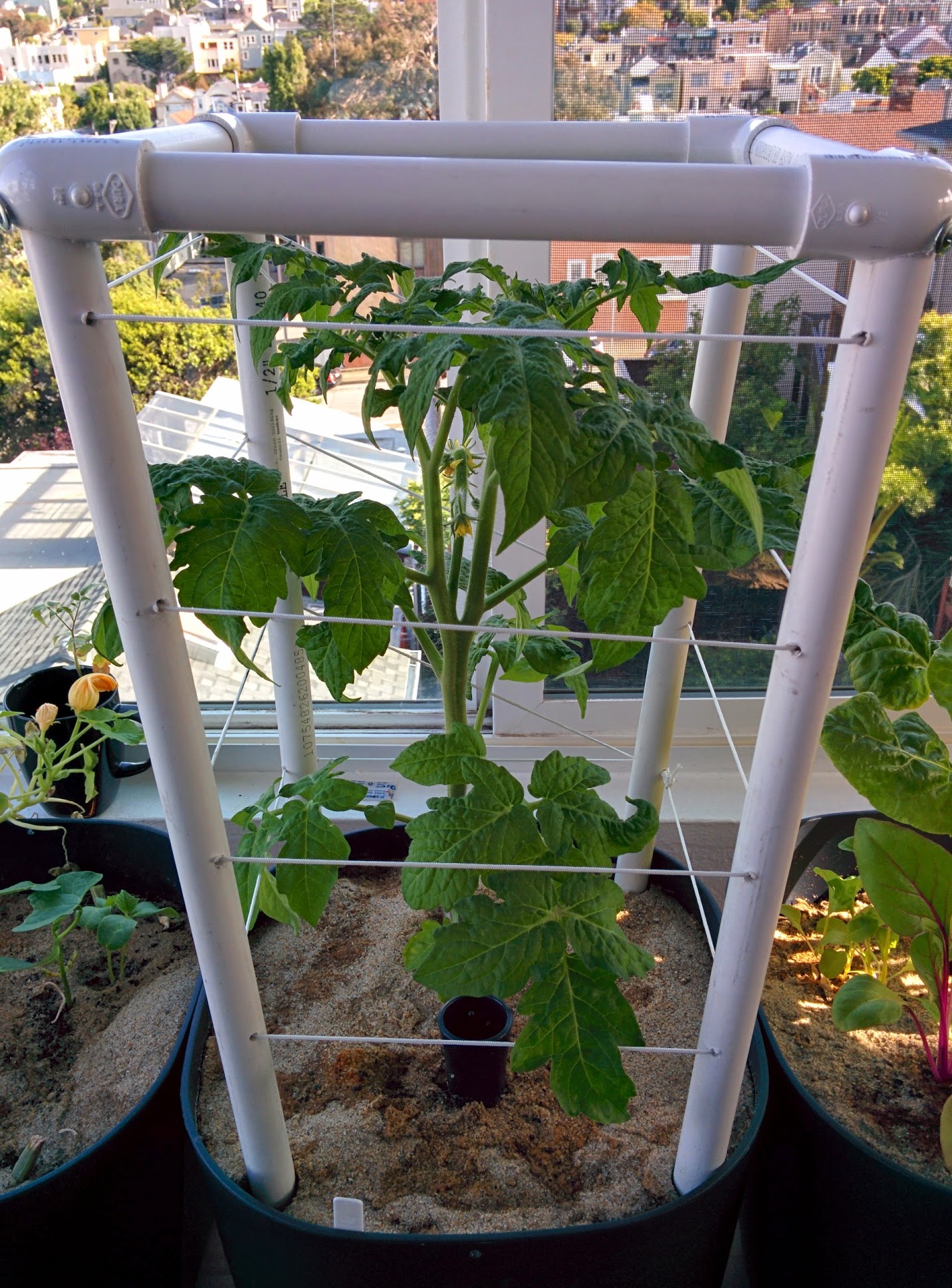 Short tomato cage