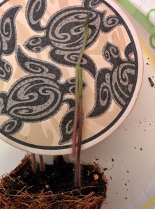 Trimmed scion and rootstock side by side before cuts