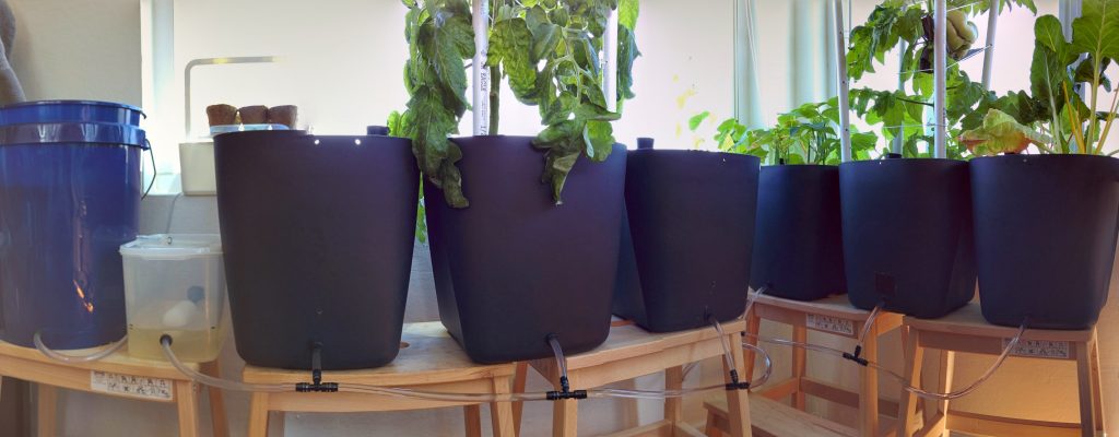 Daisy chained Nektarin self-watering pots with a central reservoir