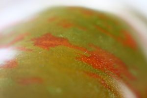 Dermis and sub-dermis of Berkeley Tie-Dye clearly visible