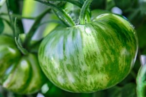 Unripe Berkeley Tie-Dye
