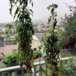 Blue Beauty Tomato Plant