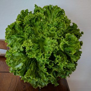 Green Star Lettuce grown with Kratky Method