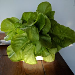 Sylvestra Lettuce grown with Kratky Method
