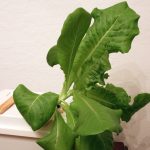 Buttercrunch Lettuce