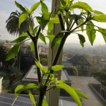 Flower buds starting to appear on Serrano pepper plant