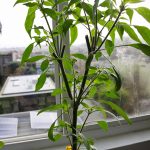 Full view of second generation growth on Serrano pepper plant