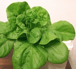 Harmony MTO Lettuce