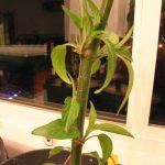 Maturing second growth on Serrano pepper plant