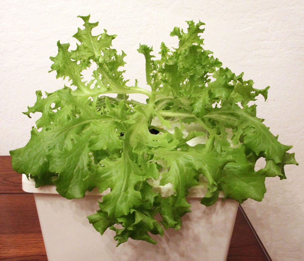 Kratky Method Lettuce Update Mike's Home, Garden, Cooking & Tech
