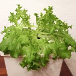 Multigreen 3 MTO Lettuce