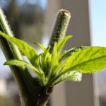 New growth on Serrano pepper plant from nodes