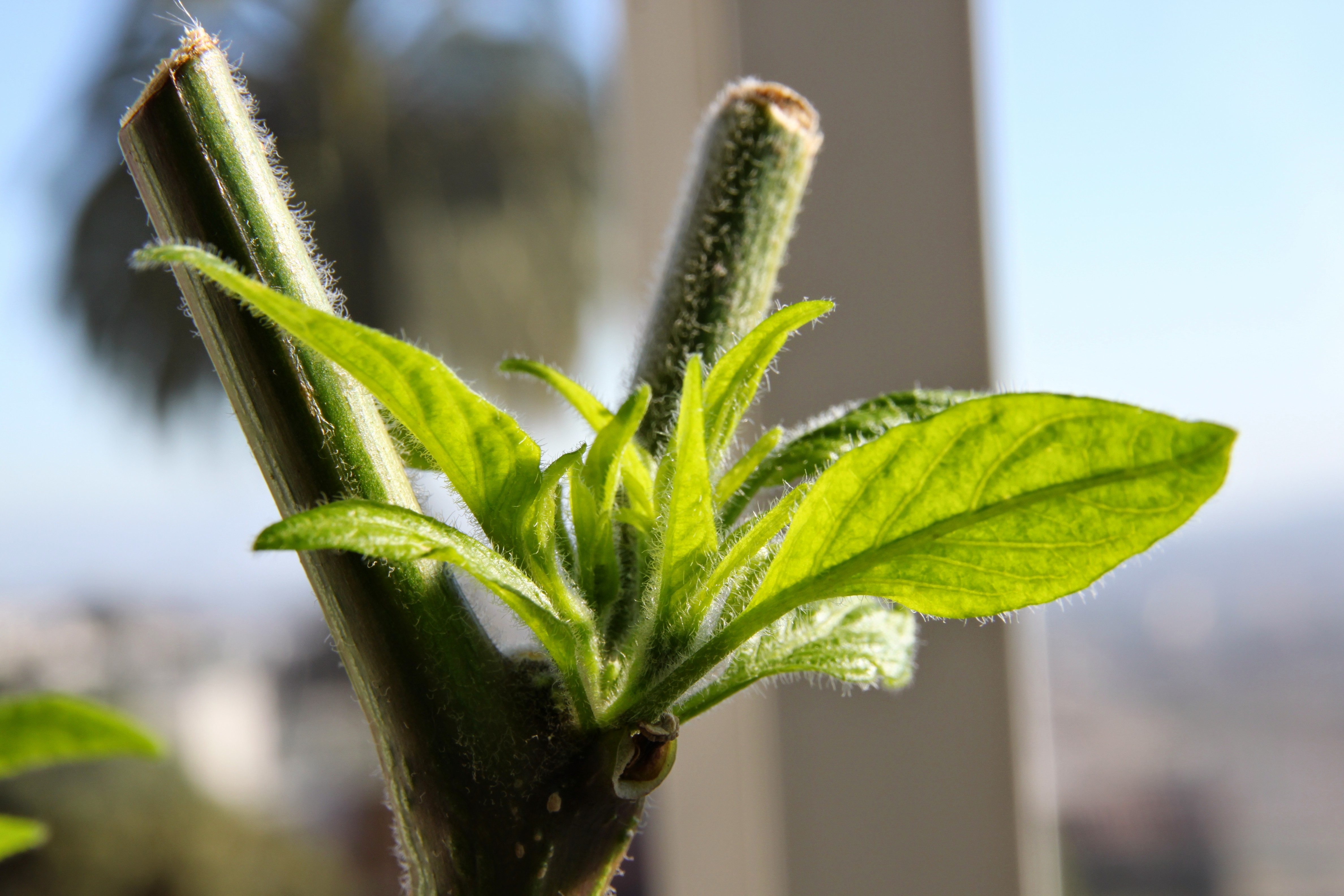 New growth on Serrano pepper plant from nodes