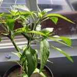 Serrano pepper plant filling out second generation growth