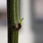 Start of new growth on Serrano pepper plant