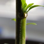 Start of new growth on Serrano pepper plant from nodes