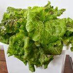 Red Sails Lettuce