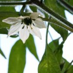 Serrano Pepper Flower