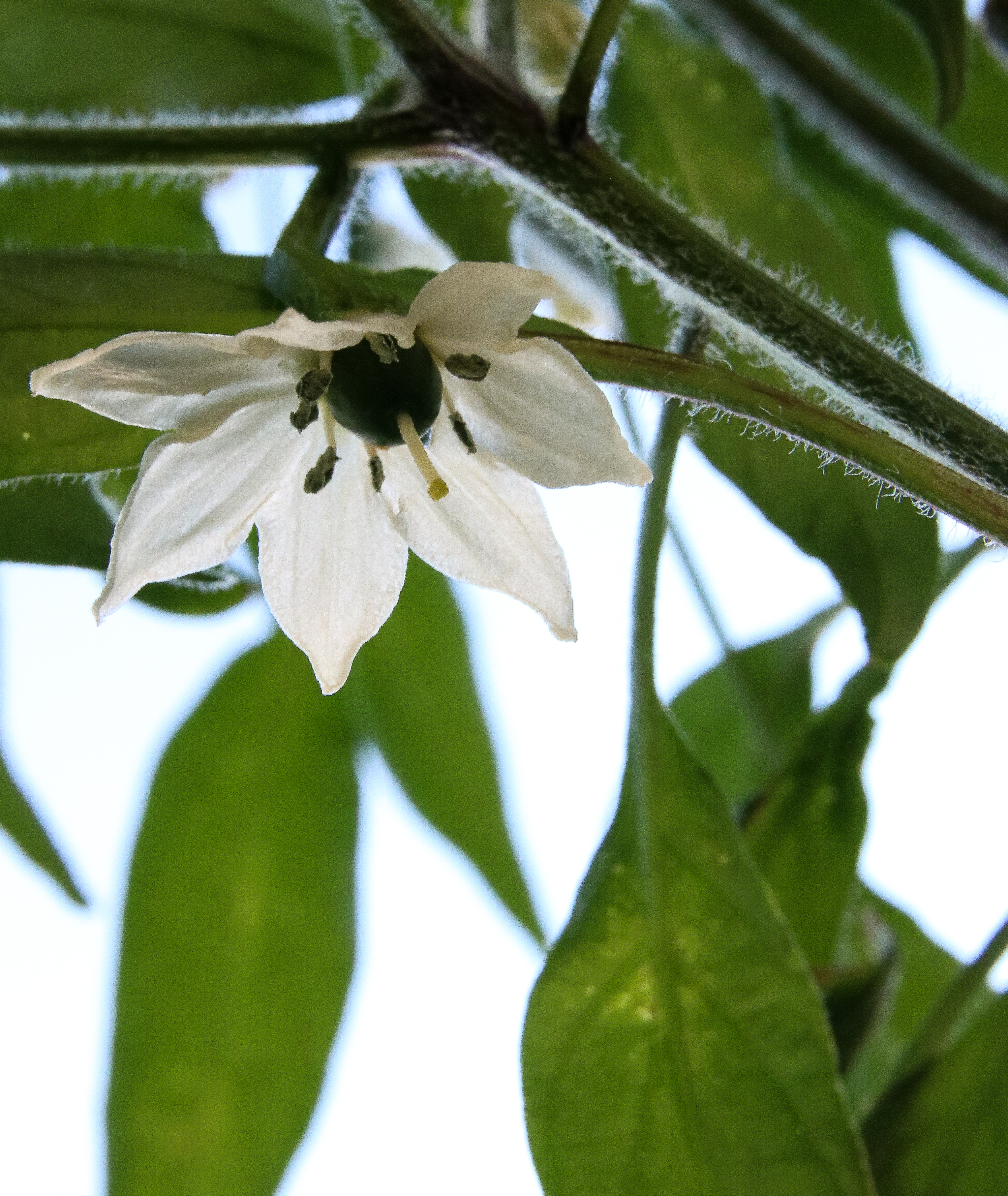 Serrano Pepper Flower