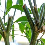 Serrano Pepper plant - old growth