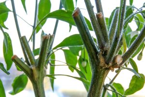 Serrano Pepper plant - old growth