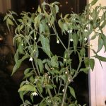 Serrano Pepper - Whole Plant