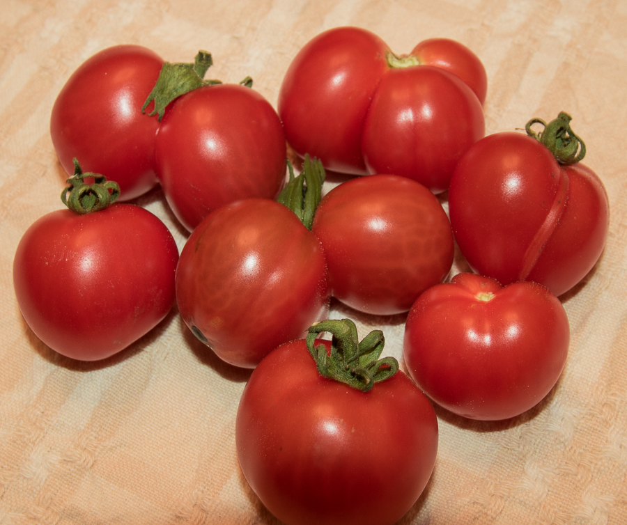 Odd shaped Beaverlodge Slicer tomatoes