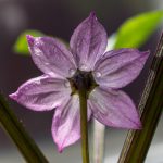 Chinese Five Color Pepper Flower from behind