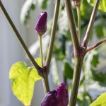 Chinese 5 Color Pepper in purple phase