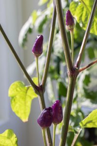 Chinese 5 Color Pepper in purple phase