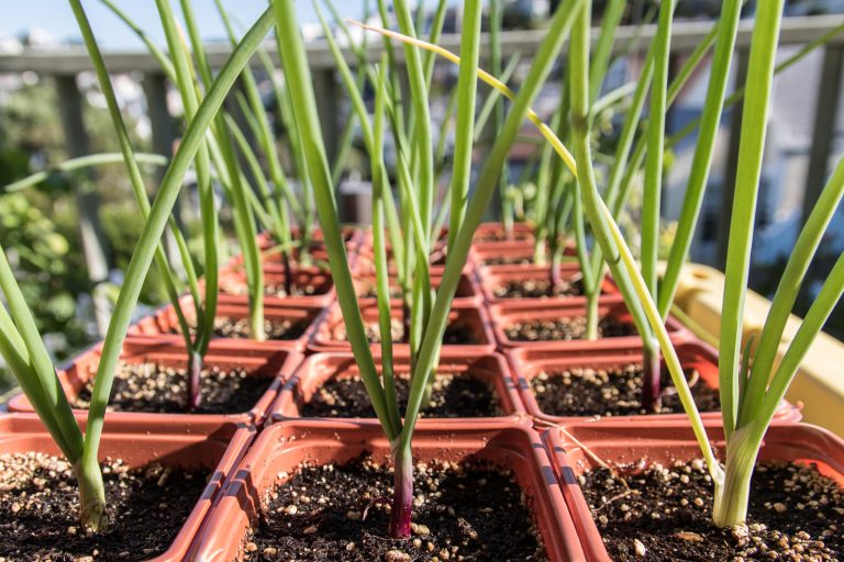 Onions grown in small, individual containers Mike's Home, Garden