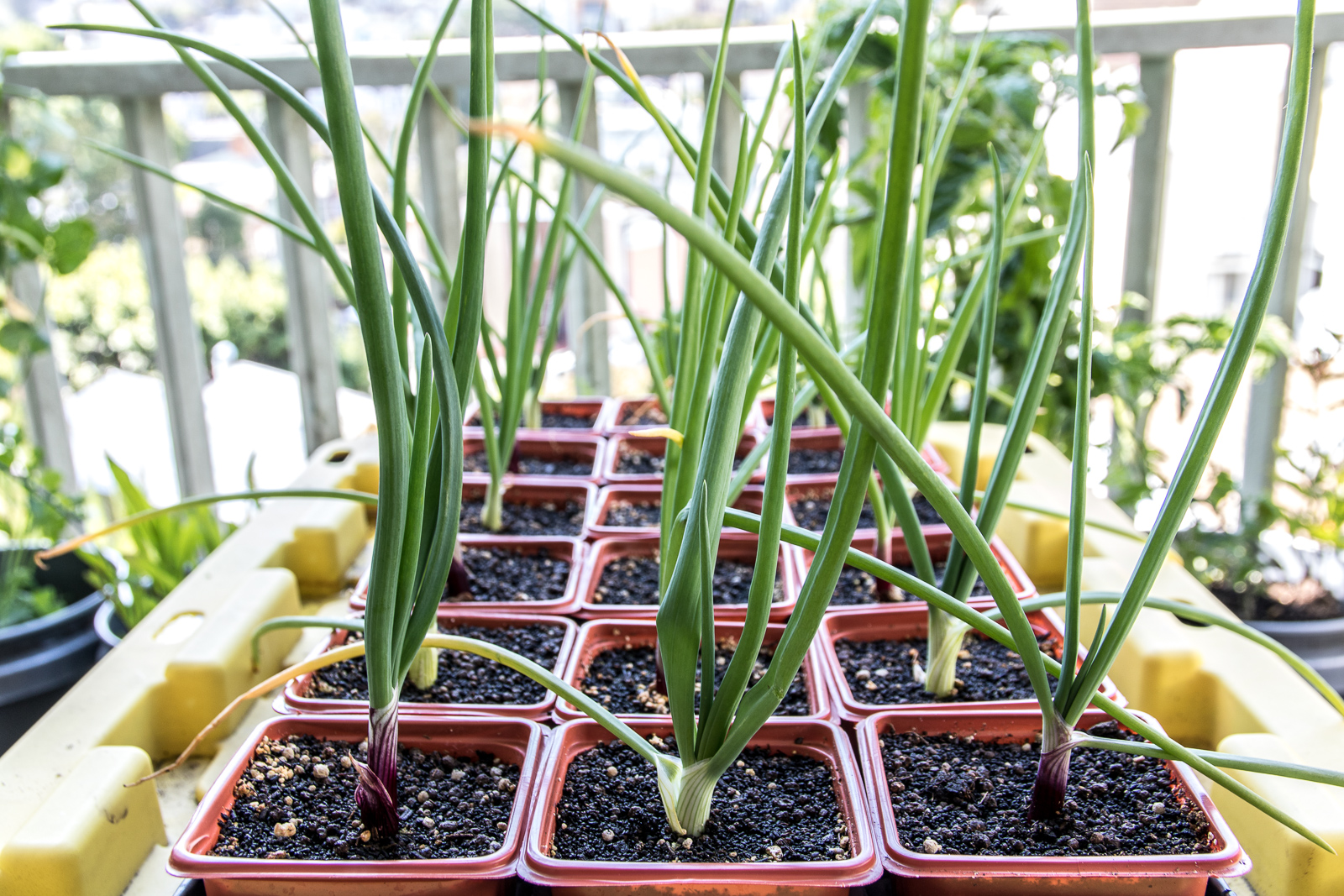 Cortland and Ruby Red Onions at ninety days since planting seeds