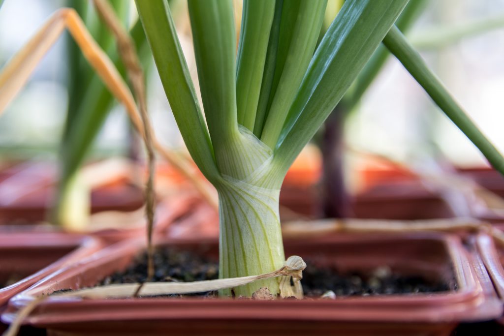 Cortland Onion at 118 days since planting seeds
