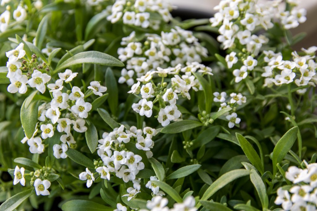 Sweet Alyssum at 50 days