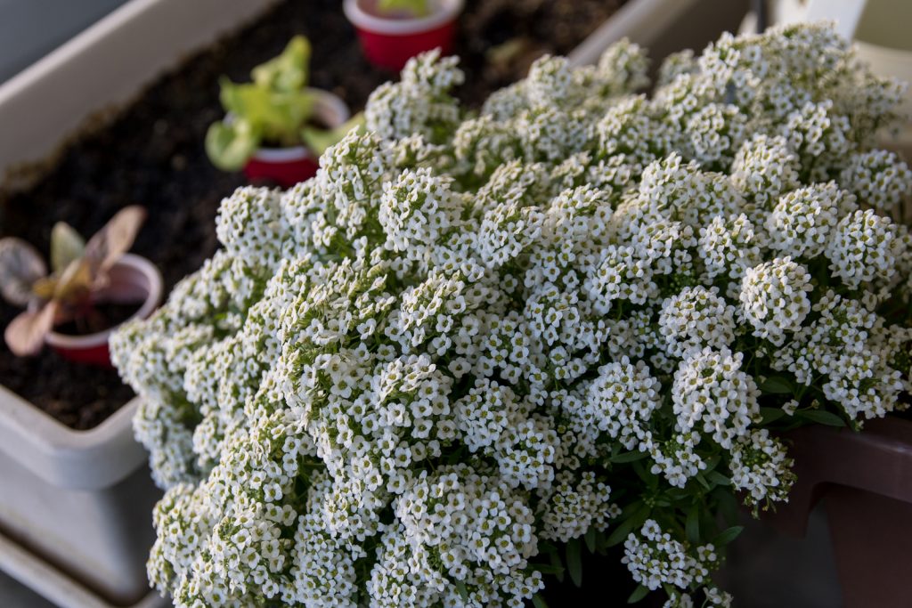 Outdoor Lettuce in Containers & Sweet Alyssum for Aphid Control Mike's Home, Garden, Cooking