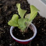 Plant lettuce with the collar top 1/2" above soil surface