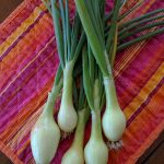 Cortland Onion Harvest