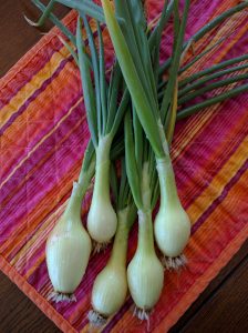 Cortland Onion Harvest