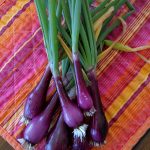 Ruby Red Onion harvest