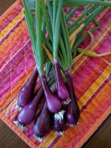 Ruby Red Onion harvest