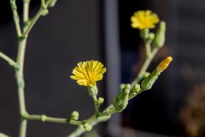 Lettuce flowers in bloom